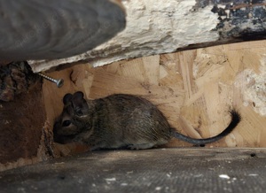 Degu jungtier männchen