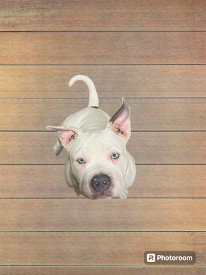 american bully junghund rüde