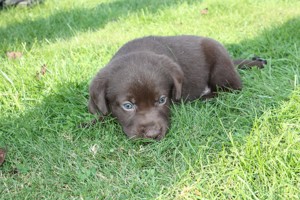 Super süße Labrador Welpen