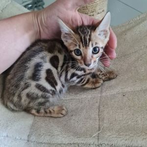 Wunderschön gezeichnete reinrassige Bengalkätzchen in der Farbe braun