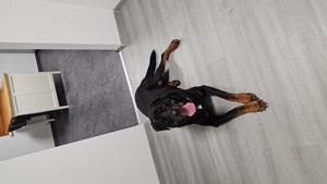 Rottweiler Rüde 3 Jahre in gute Hände abzugeben 