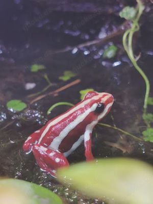 Epipedobates anthonyi tricolor Dreistreifen Blattsteiger Pfeilgiftfrosch