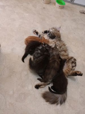 Main Coon kitten 