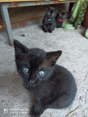 Katzenbabys, Kitten suchen ein Zuhause 