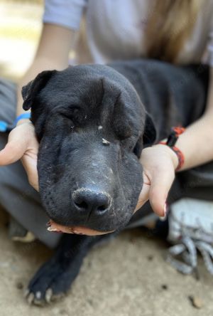 Gino, unser Shar Pei Mischling sucht liebevolles Zuhause