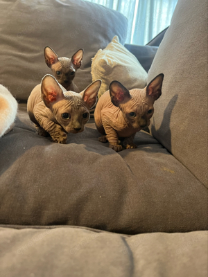 Sphynx Kitte zuverkaufen