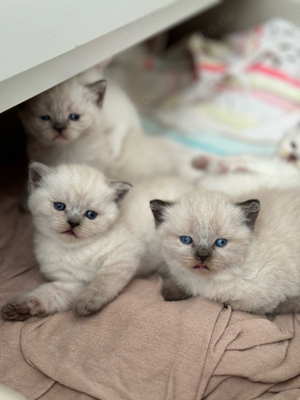 British Short Hair Kitten