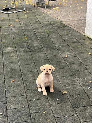 frops hündin sucht zuhause 