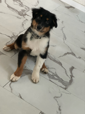 super liebe Australian Shepherd Hündin zu verkaufen