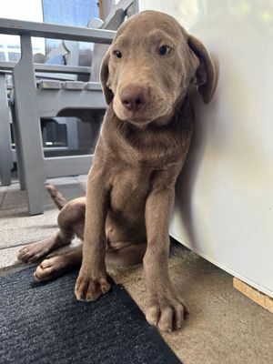 Reinrassige Labrador welpen mit Papieren 