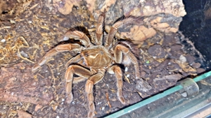 Pamphobeteus sp platyomma 0.1 Adult 