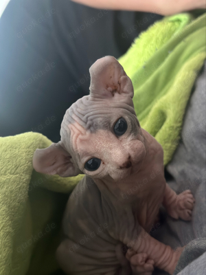 Canadian Sphynx Elf Stammbaum Kätzchen