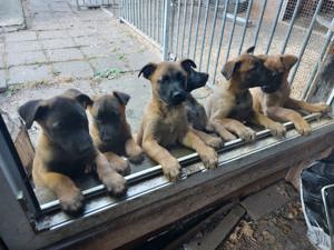 Belgische Schäferhundwelpen Malinois 