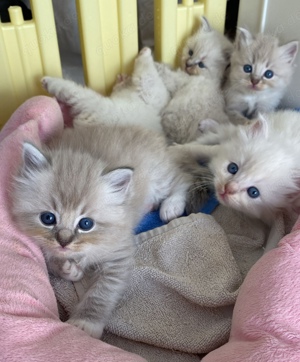 Ragdoll Babies Kitten Stammbaum Katze 