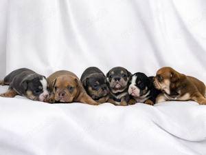 6 new english bulldog welpen neb