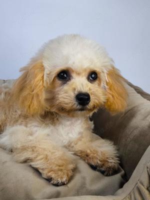 TEACUP Welpen Frispoo Bichon Frise x Zwergpudel