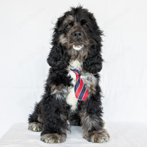 Über Cade Hallo, ich bin Cade, ein wunderschöner schwarzer Cocker Spaniel mit weißen und Merle-Abzei