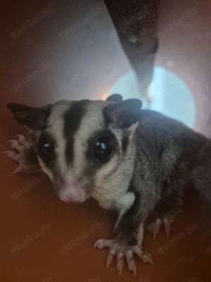 Sugar glider   kurzkopfgleitbeutler