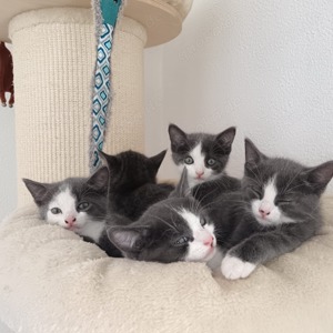 Katzenbabys  wunderschön besonders