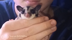 Sugar Glider Männchen 