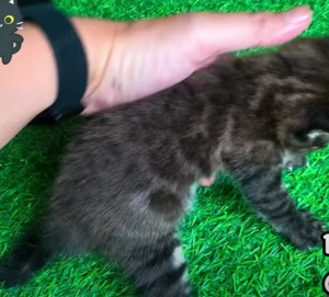 Bengal Kitten melanistic und braune Rosetten 