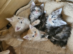 Maine Coon Kitten