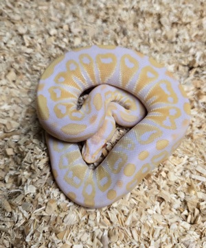 1.2 Python regius Albino   Königspython Albino 