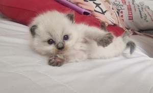 Ragdoll baby katze