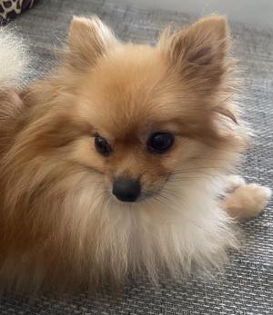 Pomeranian Zwergspitz Hündin zur Abgabe !