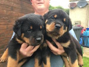 Rott Welpen zur Adoption