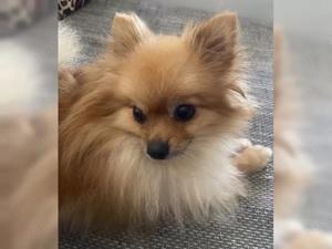 Zwergspitz Pomeranian Hündin zur Abgabe !