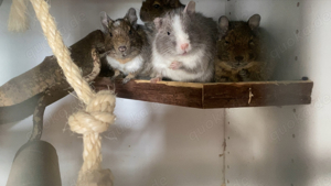 Dringend 4 Weibliche Degus mit Schrank als Käfig Abzugeben