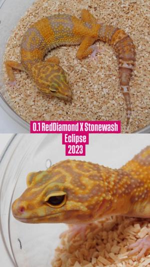 0.1 Leopardgecko Weibchen | Red Diamond X Stonewash Eclipse