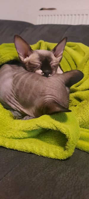 Sphynx Katze 7 Jahre alt in gute Hände abzugeben 