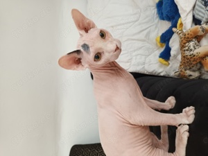 Sphynx