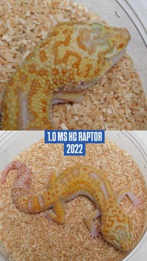 1.0 Leopardgecko Männchen | MS HC RAPTOR 