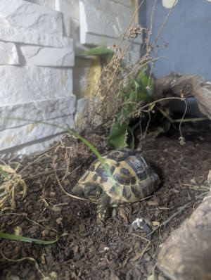 Griechische Landschildkröte 4 Jahre alt