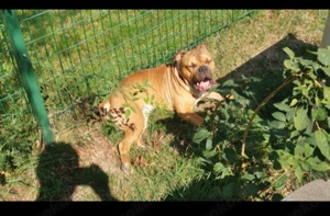 Rüde Old English Bulldog abzugeben 