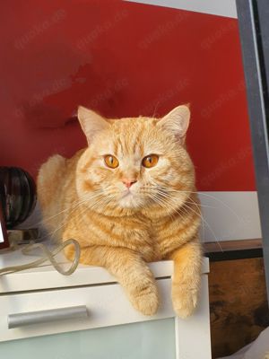 BKH Deckkater in Rot-Tabby (Blutgruppe B) wartet auf rollige Katzendame. (Kein Verkauf).