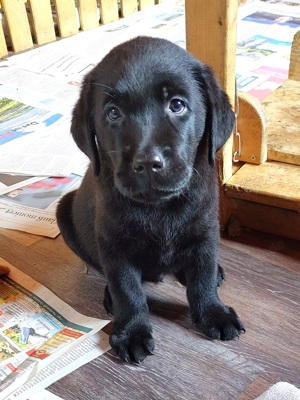 Nur noch 1 wunderschöner Schwarzer Labradorjunge Showlinie sucht noch ein Zuhause!! Abgabe ab 11.10.