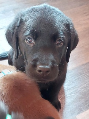 Süsse Reinrassige Labradorwelpen in Schwarz und Schoko 