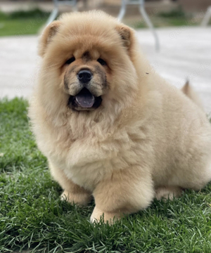 Chow Chow Welpen für Häuser