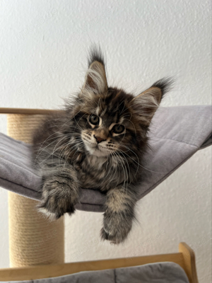 Reinrassige Maine Coon mit Stammbaum