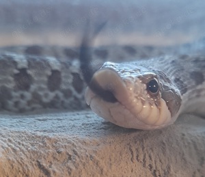 Heterodon nasicus hognose hakennasennatter 