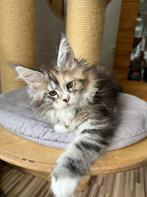 Reinrassige Maine Coon kitten mit stammbaum