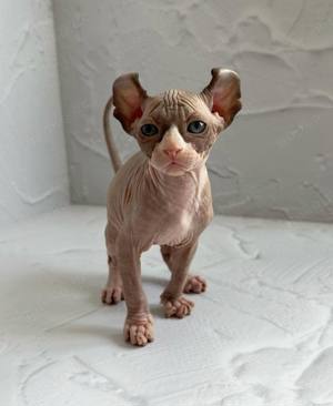 Männliche und weibliche Sphynx Kätzchen