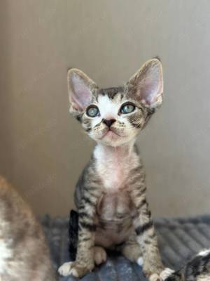 süße, wundervolle Kätzchen (Devon Rex) 