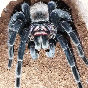 0.1 Xenesthis immanis 