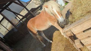 Haflinger Wallach 