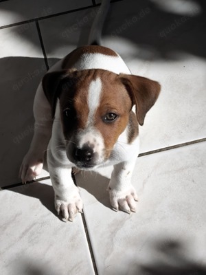 Jack Russell Welpen suchen liebevolles Zuhause:)